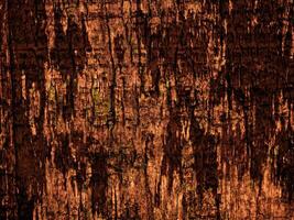 Dark Brown Wood Texture photo