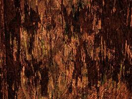 Dark Brown Wood Texture photo