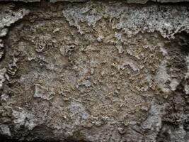 textura de piedra oscura en el jardín foto