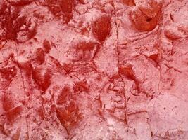 textura de piedra roja en el jardín foto