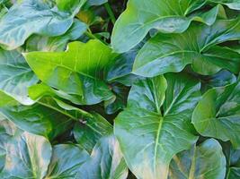 Texture Of Plants In The Garden photo