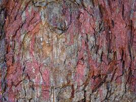 textura de madera al aire libre en el jardín foto