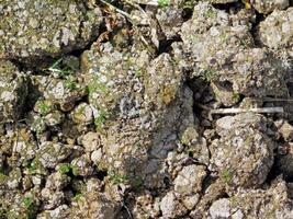 Ground Texture In The Garden photo