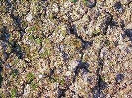 Ground Texture In The Garden photo