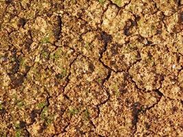 Ground Texture In The Garden photo