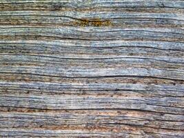 textura de madera al aire libre en el jardín foto