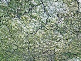 Texture Of Tree Trunk Outdoors In The Garden photo