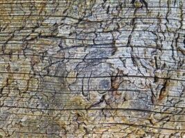 textura de madera al aire libre en el jardín foto