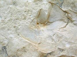 textura de mármol al aire libre en el jardín foto