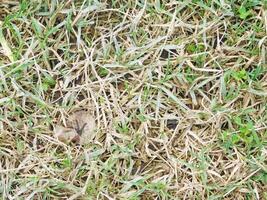 Texture Of Lawn Outdoors In The Garden photo