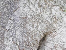 textura de árbol maletero al aire libre en el jardín foto