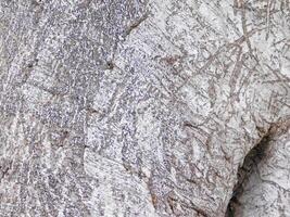 textura de árbol maletero al aire libre en el jardín foto