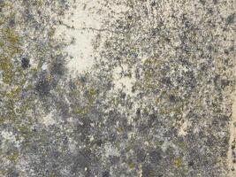 textura de piedra al aire libre en el jardín foto