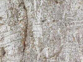 Texture Of Tree Trunk Outdoors In The Garden photo