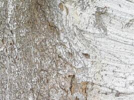 Texture Of Tree Trunk Outdoors In The Garden photo