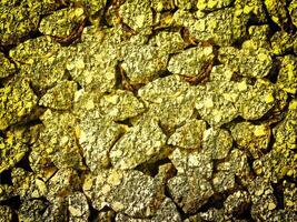 textura de amarillo Roca en el jardín foto