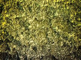 Texture Of Yellow Stone In The Garden photo