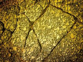 textura de amarillo Roca en el jardín foto