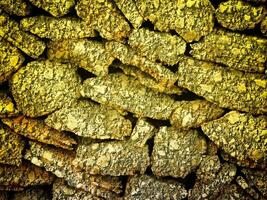 textura de amarillo Roca en el jardín foto
