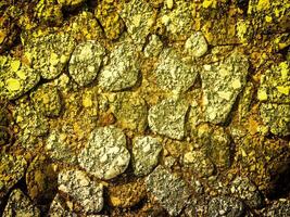 textura de amarillo Roca en el jardín foto