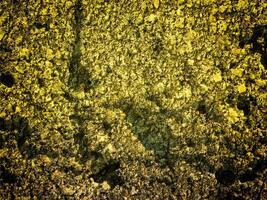 Texture Of Yellow Stone In The Garden photo