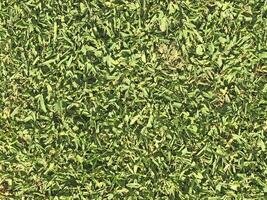 Lawn texture outdoor photo