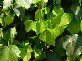 Plant outdoor in the garden photo