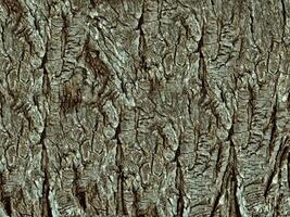 textura de madera marrón foto