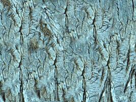 outdoor tree trunk texture photo