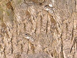 textura de tronco de árbol foto