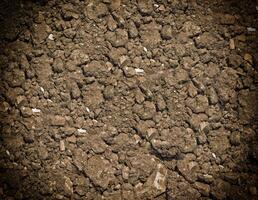 Dark Earth Texture In The Garden photo