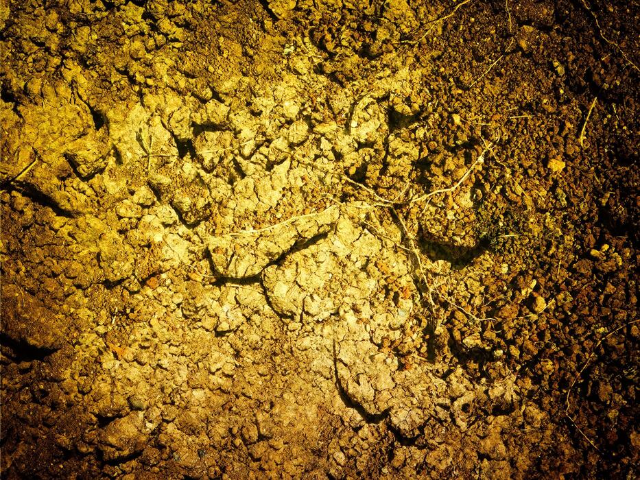 Roots Underground Stock Photos - Outdoor Ground Texture Free Photo 