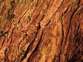 Dark Brown Wood Texture photo