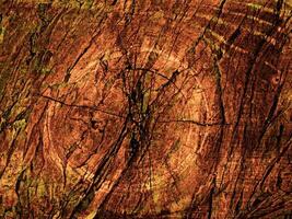 Dark Brown Wood Texture photo