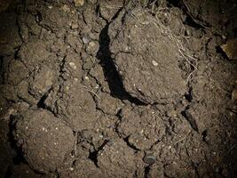 Dark Earth Texture In The Garden photo