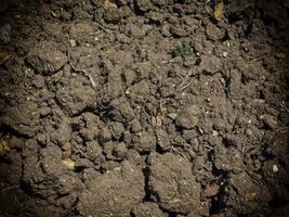 Dark Earth Texture In The Garden photo