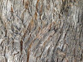 textura de tronco de árbol foto