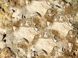 Stone Texture Outdoors In The Garden photo