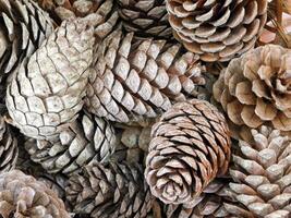 texture of pine cones photo