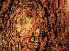 Dark Brown Wood Texture photo