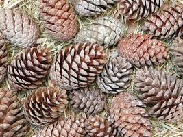 texture of pine cones photo