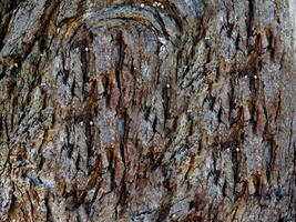 Dark Wood Texture photo