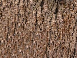 textura de tronco de árbol al aire libre foto