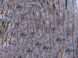 outdoor tree trunk texture photo