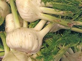 Fennel Vegetable On Background photo