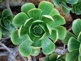 planta en el jardín foto