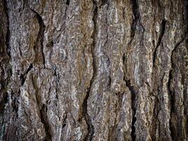 textura de madera oscura en el jardín foto