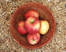 manzanas en el jardín foto