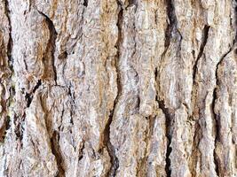 tree trunk texture photo