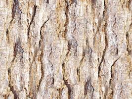 tree trunk texture photo